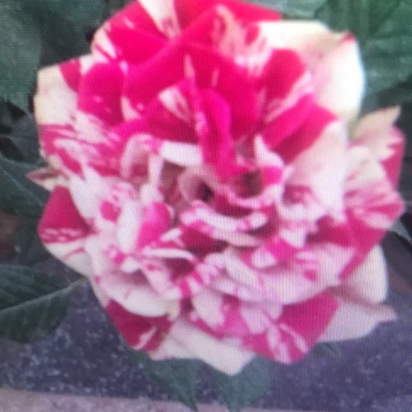 lucillenova457